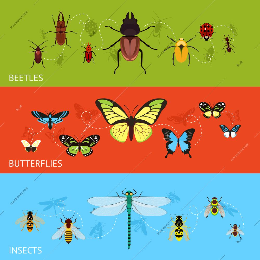 Insects colored decorative banner flat set with beetles and butterflies isolated vector illustration