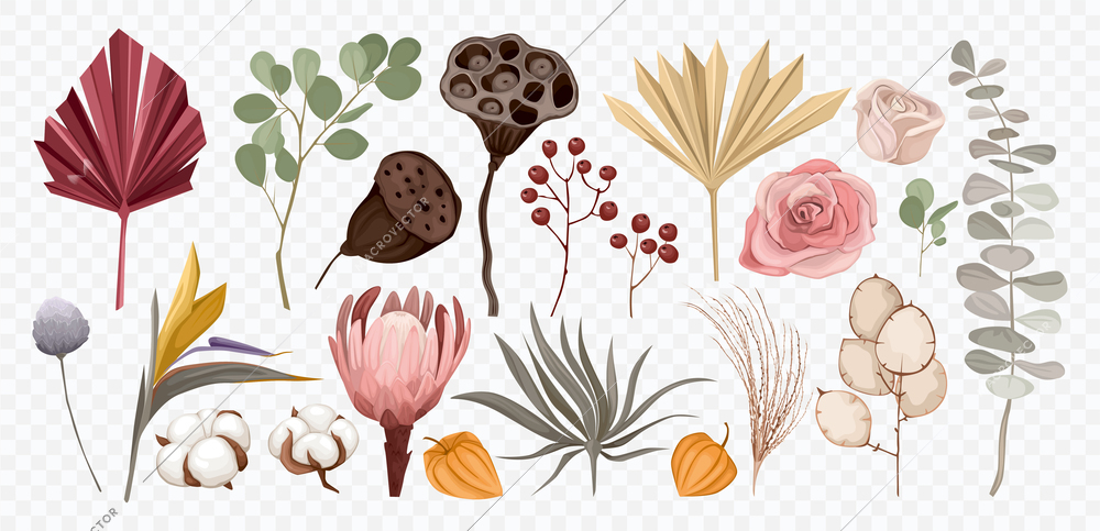 Boho flowers dried transparent set with images of images of mushrooms and colorful flowers under pressure vector illustration