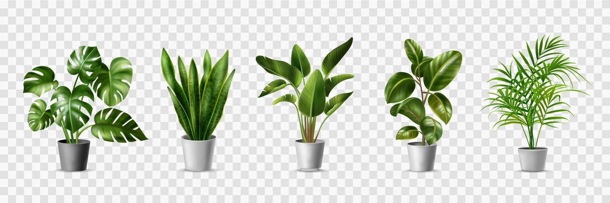 Realistic house plats set with monstera sansevieria banana palm ficus and rhopalostylis in pots on transparent background isolated vector illustration