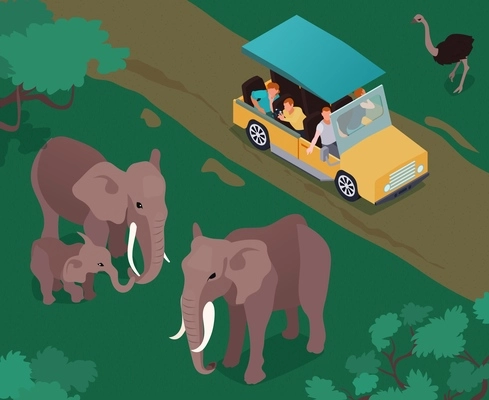 Isometric safari composition of outdoor scenery with wild elephants and camel bird with moving tourist car vector illustration