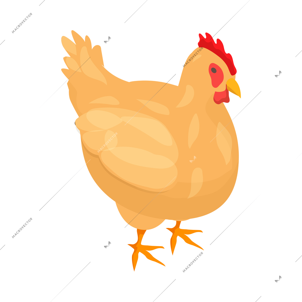 Local farm market isometric composition with isolated image of hen on blank background vector illustration