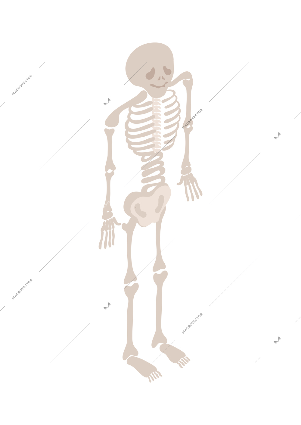 Intern medical students isometric composition with isolated image of human skeleton on blank background vector illustration