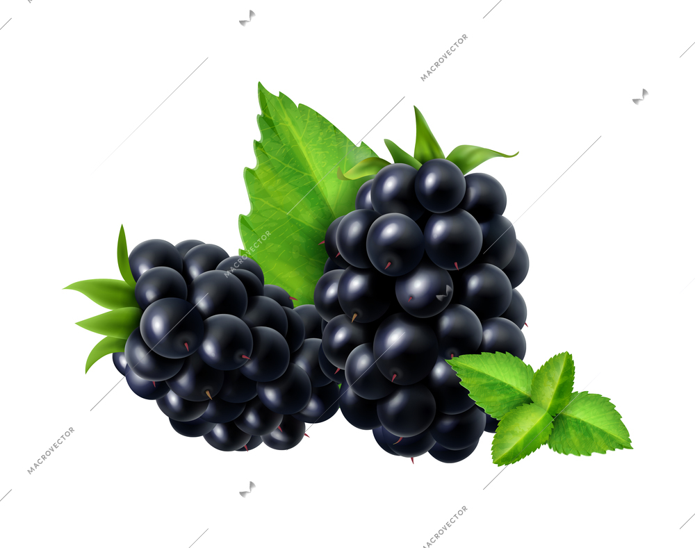 Realistic berries composition with isolated image of blackberry with ripe leaves on blank background vector illustration