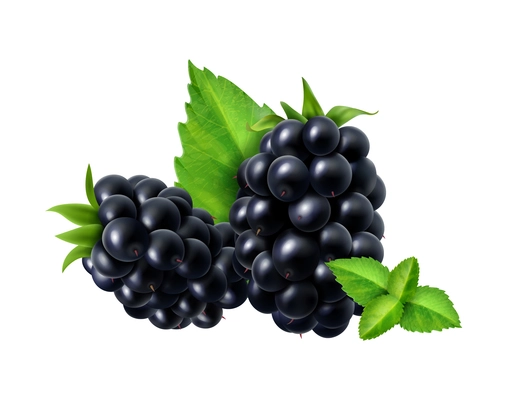 Realistic berries composition with isolated image of blackberry with ripe leaves on blank background vector illustration