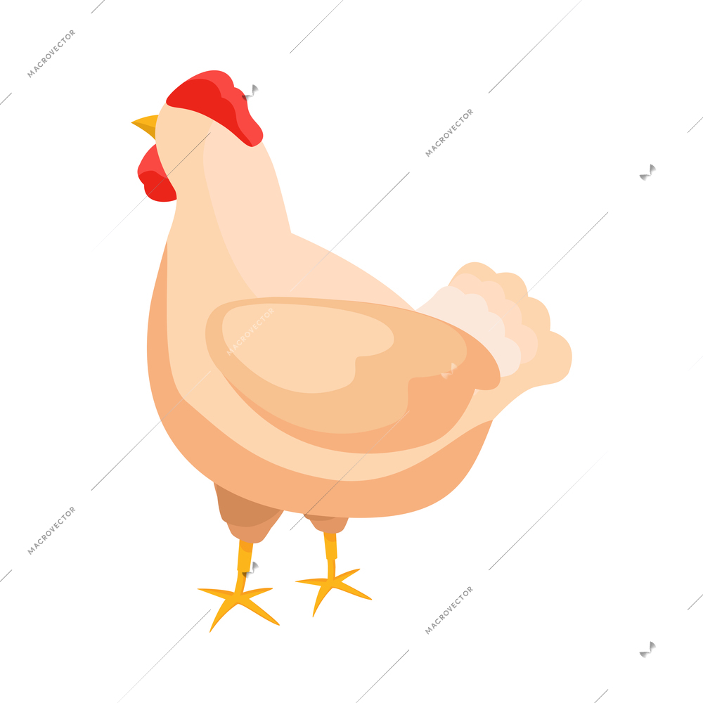 Chicken farm isometric composition with isolated image of plucked hen on blank background vector illustration