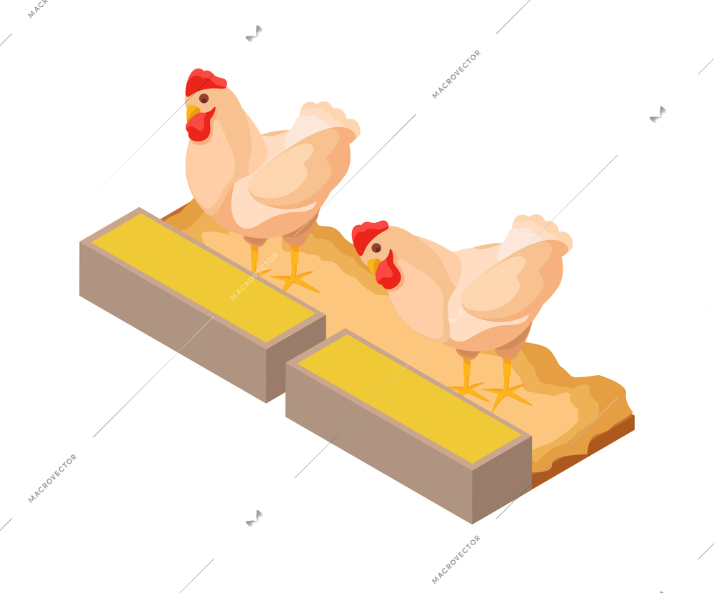 Chicken farm isometric composition with isolated view of two hens picking food from feeding trays vector illustration