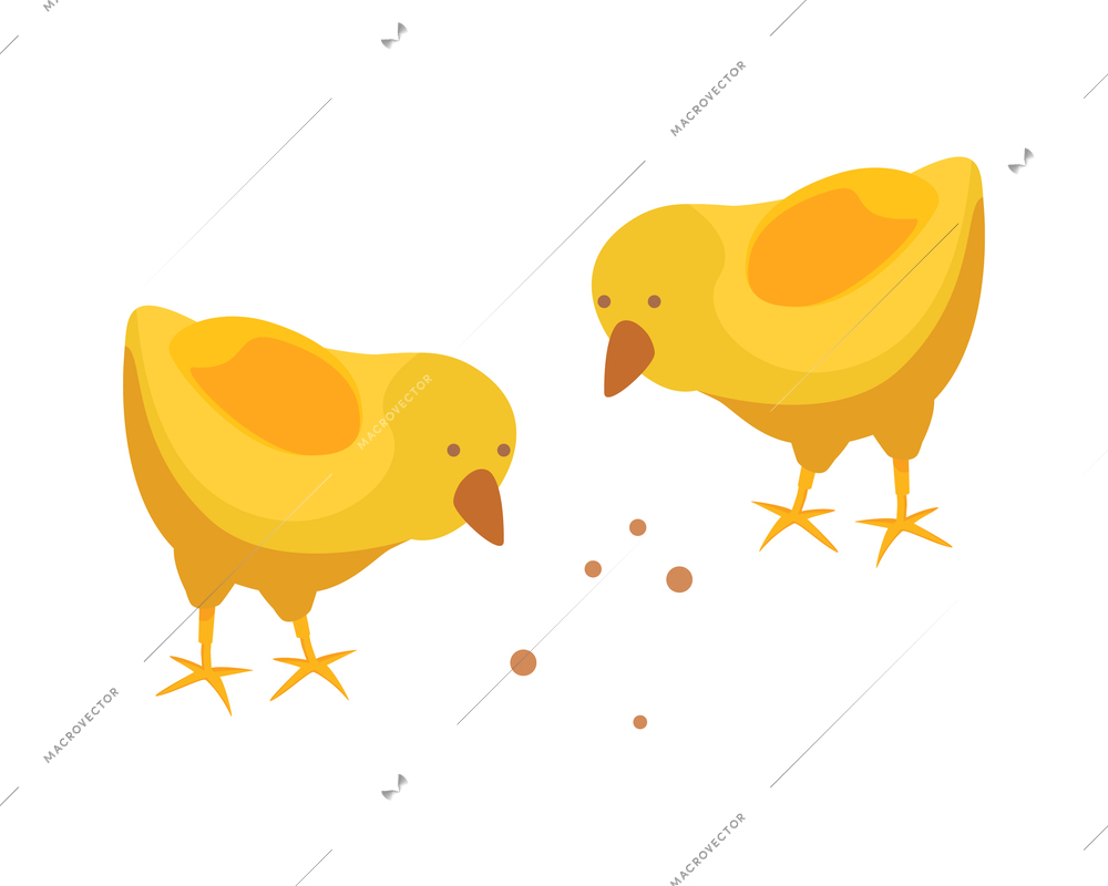 Chicken farm isometric composition with isolated image of two chicks picking seed on blank background vector illustration