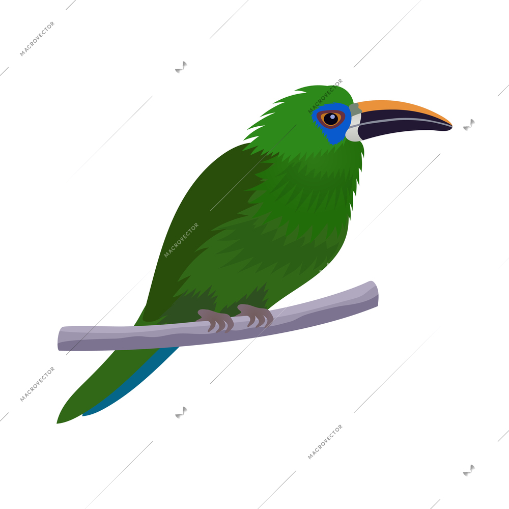 Colombia travel tourism composition with isolated image of groove billed toucanet exotic bird on blank background vector illustration