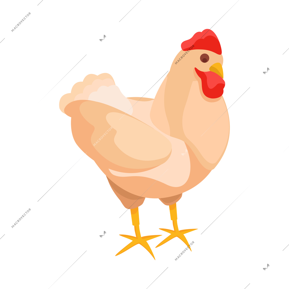 Chicken farm isometric composition with isolated image of hen with plucked fowl on blank background vector illustration