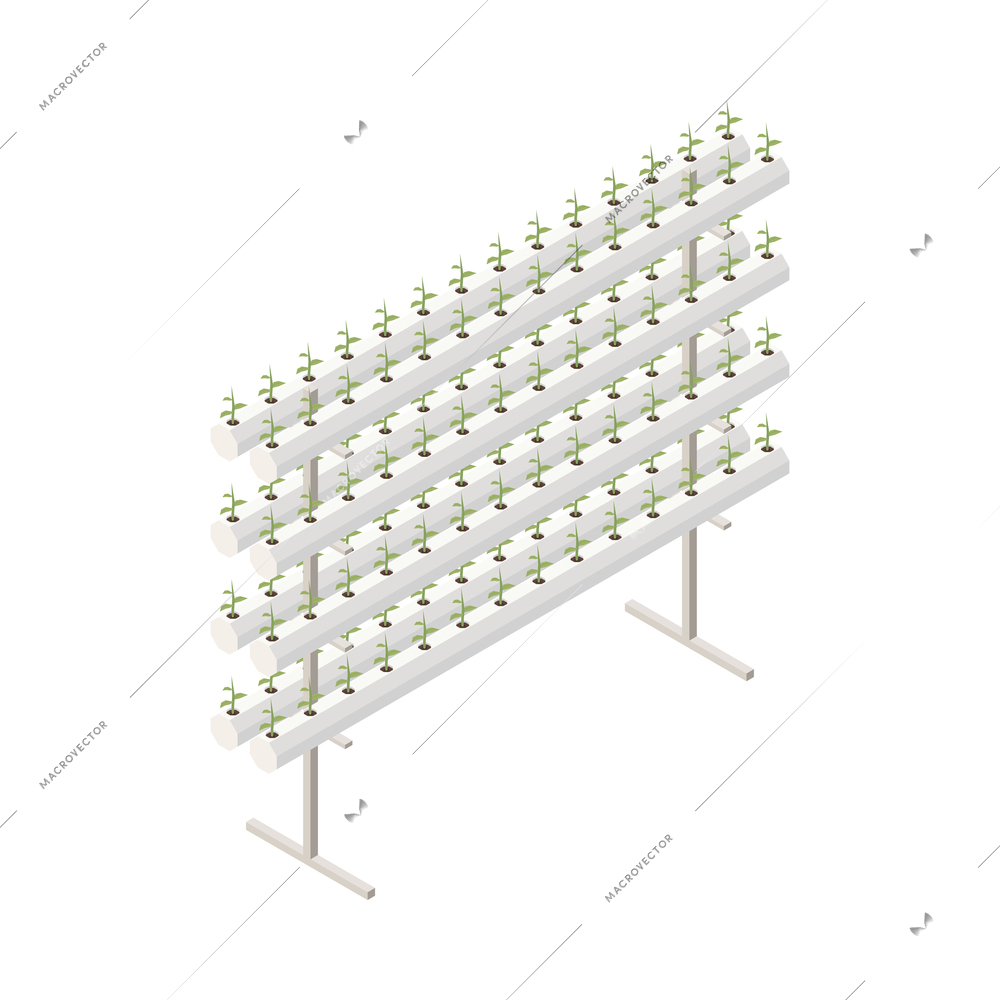 Modern greenhouse vertical farming isometric composition with isolated image of frame rack of growing plants vector illustration