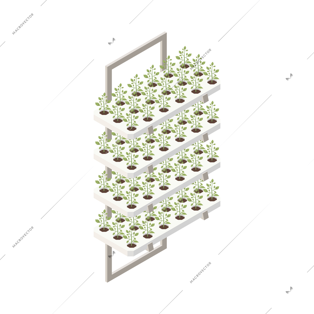 Modern greenhouse vertical farming isometric composition with isolated image of growing plants on frame vector illustration