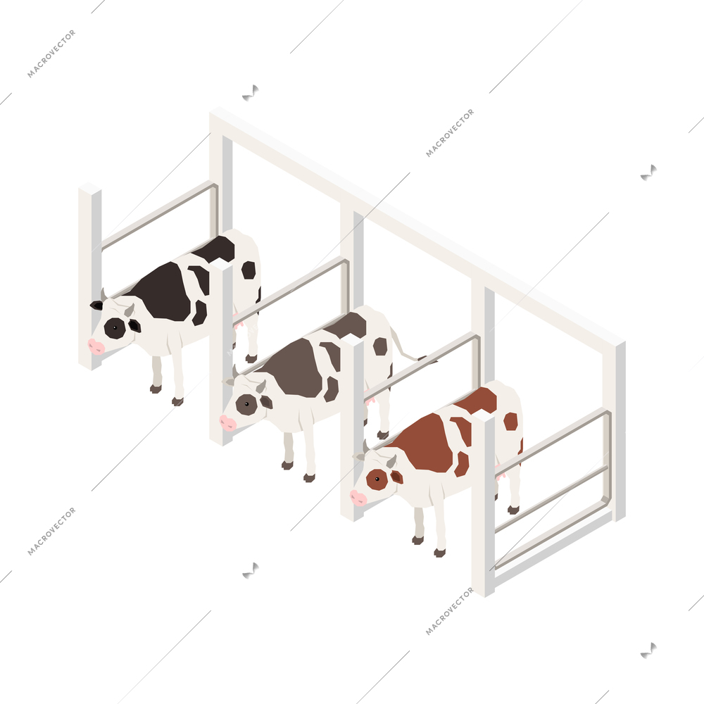 Milk production isometric composition with isolated image of range with cows on blank background vector illustration