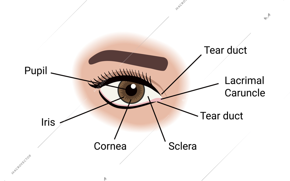 Ophthalmic eye care test composition with isolated image of female eye with text captions vector illustration