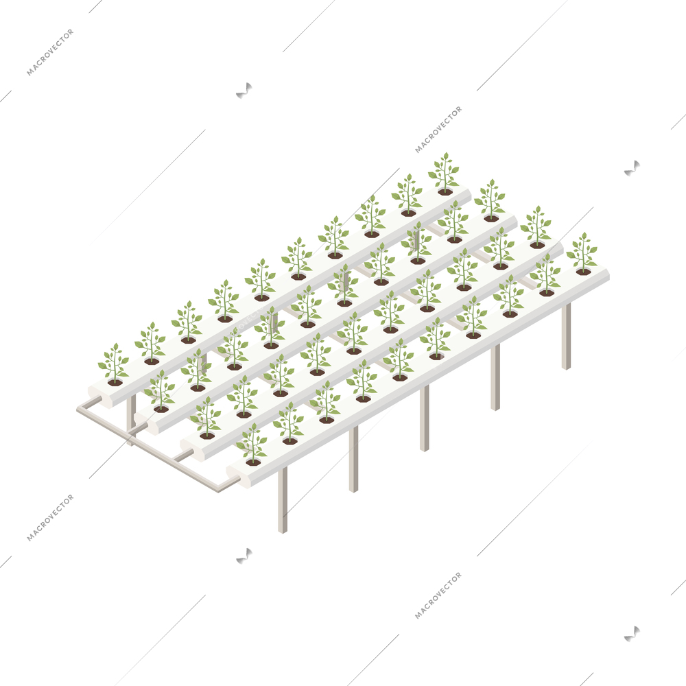 Modern greenhouse vertical farming isometric composition with isolated image of horizontal racks with growing plants vector illustration