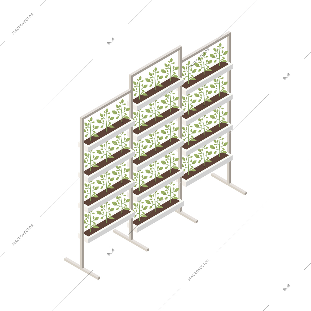 Modern greenhouse vertical farming isometric composition with isolated image of frames with growing plants vector illustration