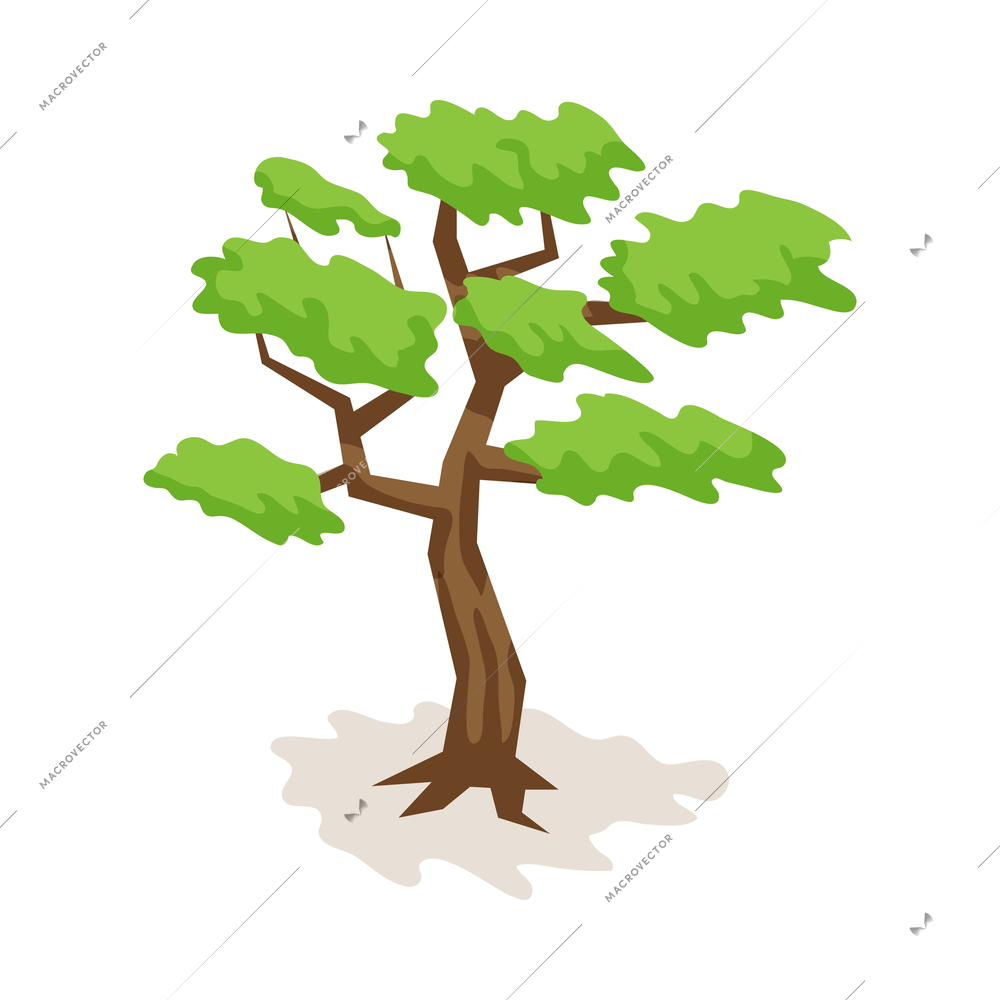 Isometric safari composition with isolated image of bonsai tree on blank background vector illustration