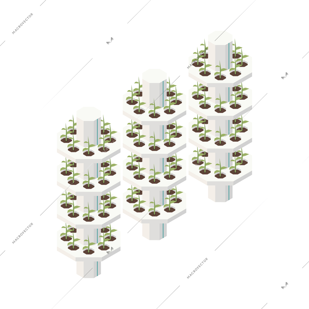 Modern greenhouse vertical farming isometric composition with isolated image of vertical racks of growing plants vector illustration