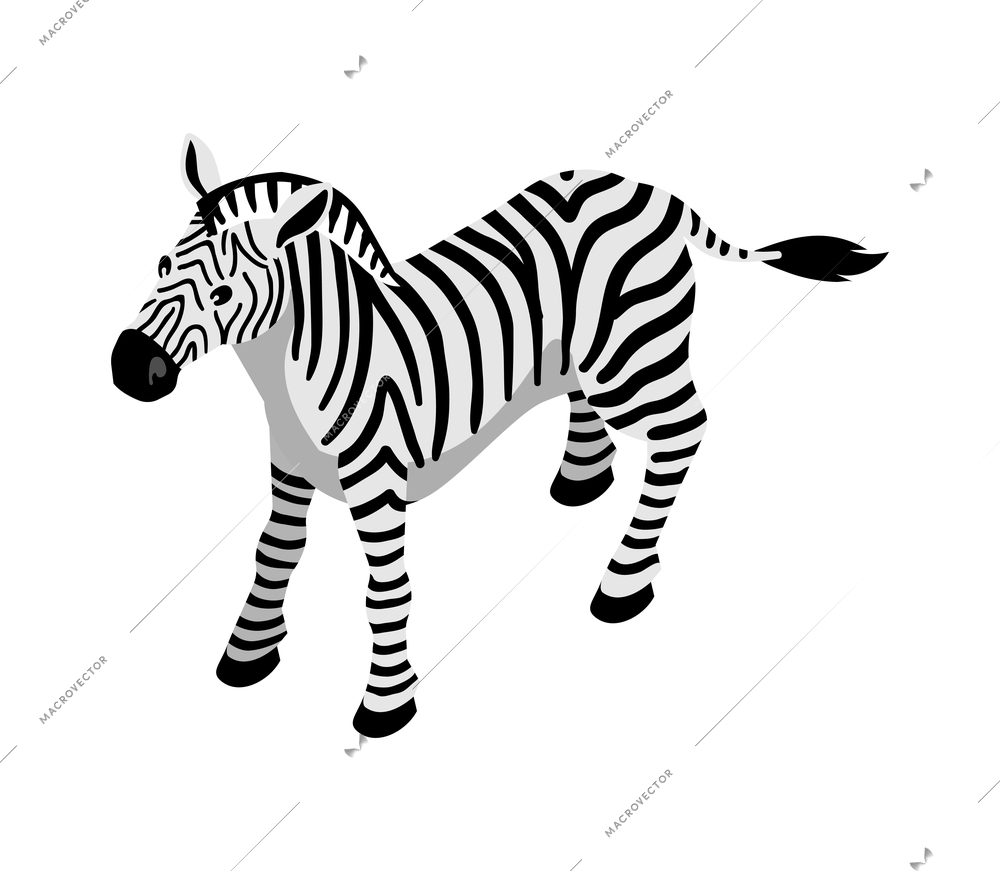 Isometric safari composition with isolated image of zebra wild animal on blank background vector illustration