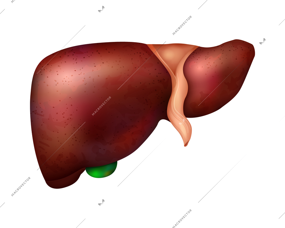 Realistic human internal organs liver composition with isolated image of healthy liver on blank background vector illustration