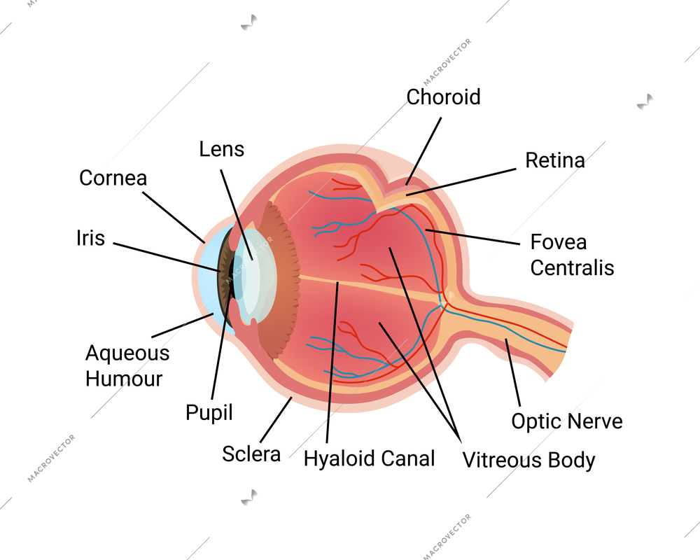 Ophthalmic eye care test composition with isolated image of anatomic eye with text captions vector illustration