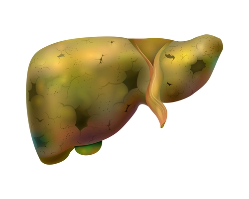 Realistic human internal organs liver composition with isolated image of damaged liver on blank background vector illustration