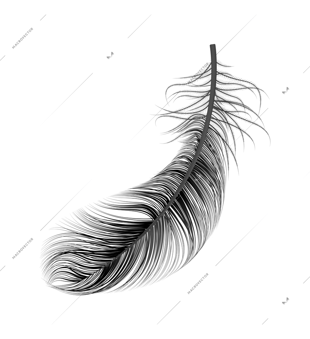 Realistic Bird Feathers Drawing Art - Black and White