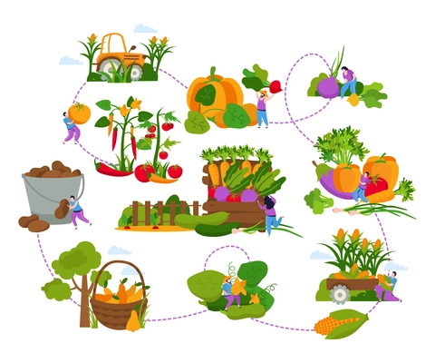 Harvesting flat composition with flowchart of isolated images with people gathering fruits and vegetables with baskets vector illustration