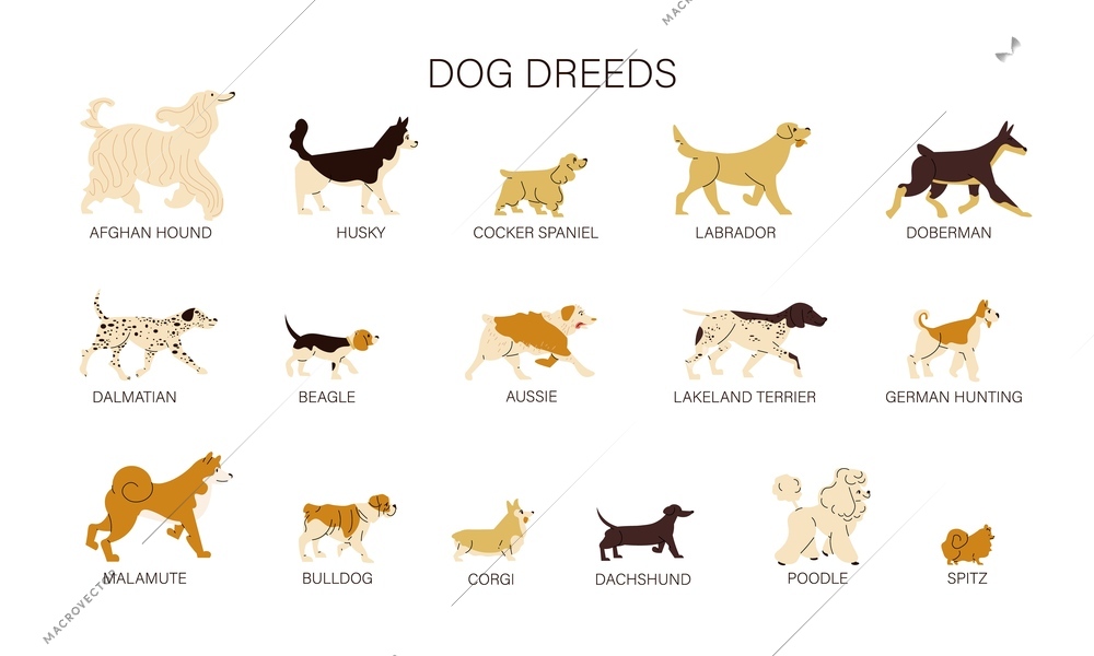 Flat set of different dog breeds isolated on white background vector illustration