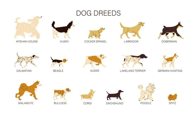 Flat set of different dog breeds isolated on white background vector illustration