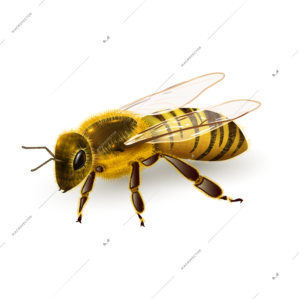 Honey bee striped wasp insect realistic on white background vector illustration