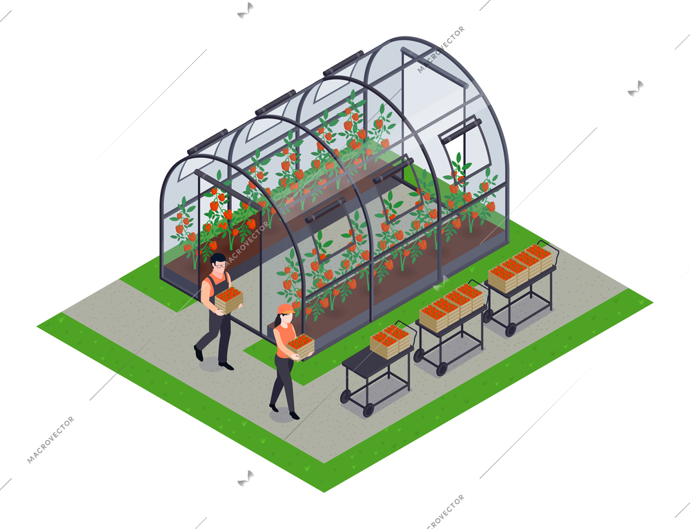 Greenhouse vegetables farming isometric composition with 2 production workers harvesting tomatoes paprika bell peper vector illustration