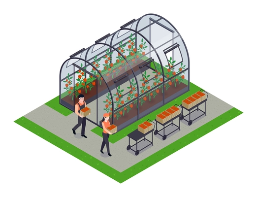 Greenhouse vegetables farming isometric composition with 2 production workers harvesting tomatoes paprika bell peper vector illustration