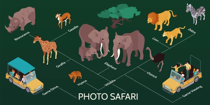 Isometric safari infographics with isolated images of desert animals and tourist cars with text captions flowchart vector illustration
