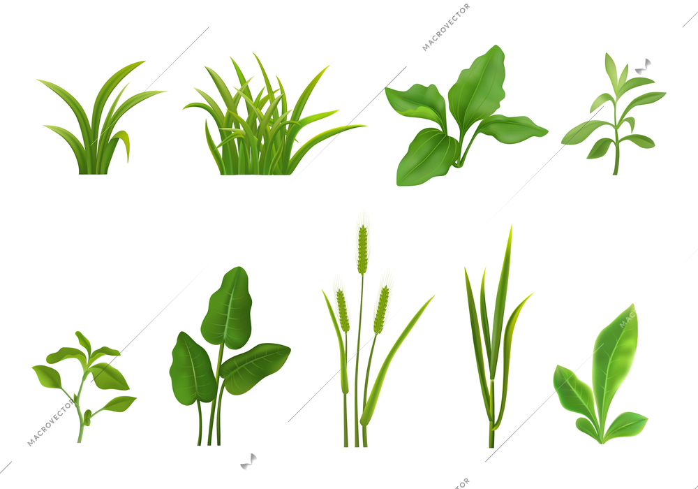 Decorative grasses young green plants cereals seedlings leaves realistic set on white isolated vector illustration