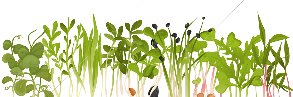 Colored microgreen border assorted seeds peas onion radish beet and others on white background vector illustration