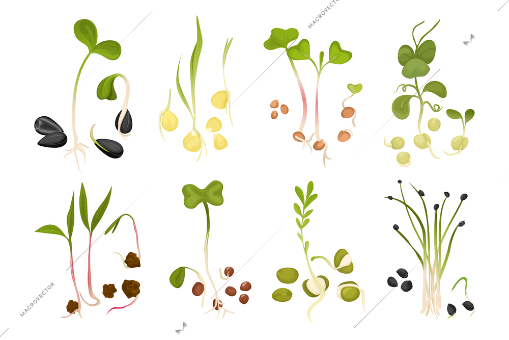 Microgreen growing seed icon set small sprouts of chives arugula peas and other microgreens vector illustration