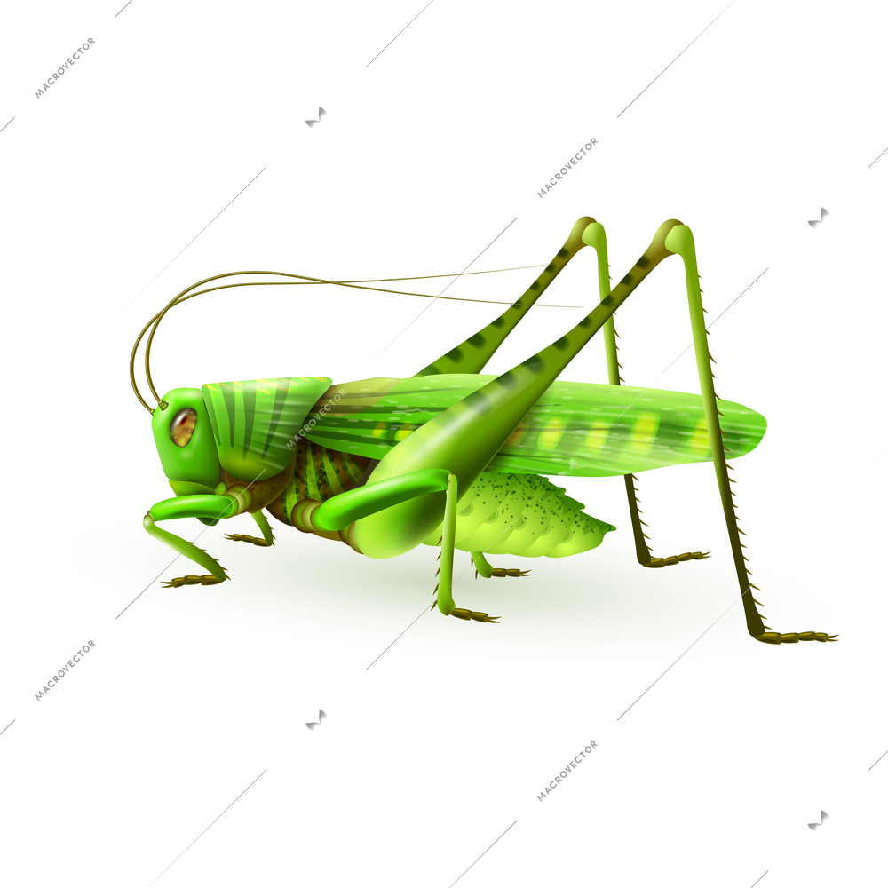 Green grasshopper centipede insect realistic on white background vector illustration