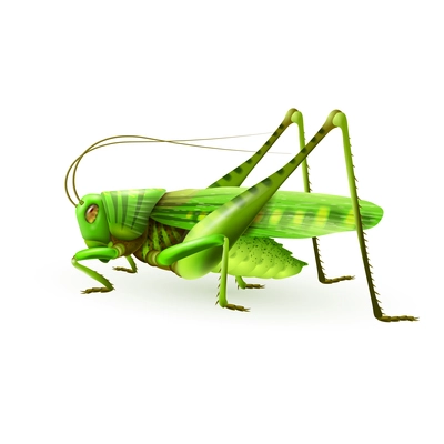 Green grasshopper centipede insect realistic on white background vector illustration