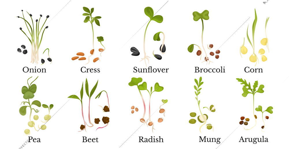 Assortment of micro greens with name set of growing  onion cress sunflower broccoli corn pea beet radish mung arugula isolated