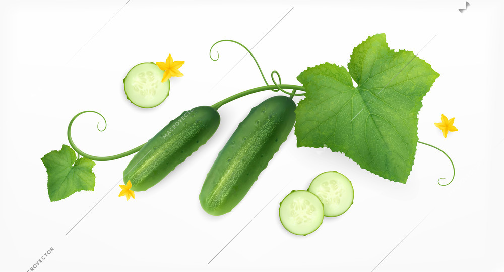 Cucumbers realistic composition with image of blossom with leaves flowers and cucumber plants with cut slices vector illustration