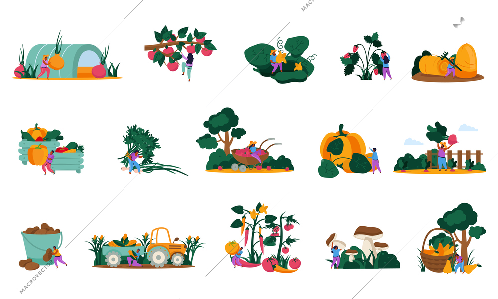 Harvesting flat recolor set of isolated icons with human characters agrimotor with vegetables mushrooms and leaves vector illustration