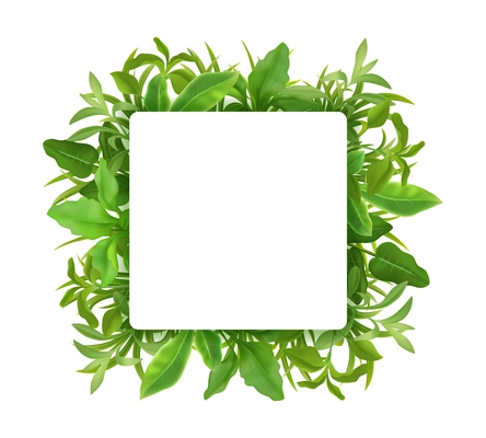 Grass herbs young plant seedlings leaves decorative realistic green square frame on white background vector illustration