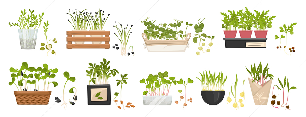 Microgreen big icon set sprouts grow each in its own pot of different size vector illustration