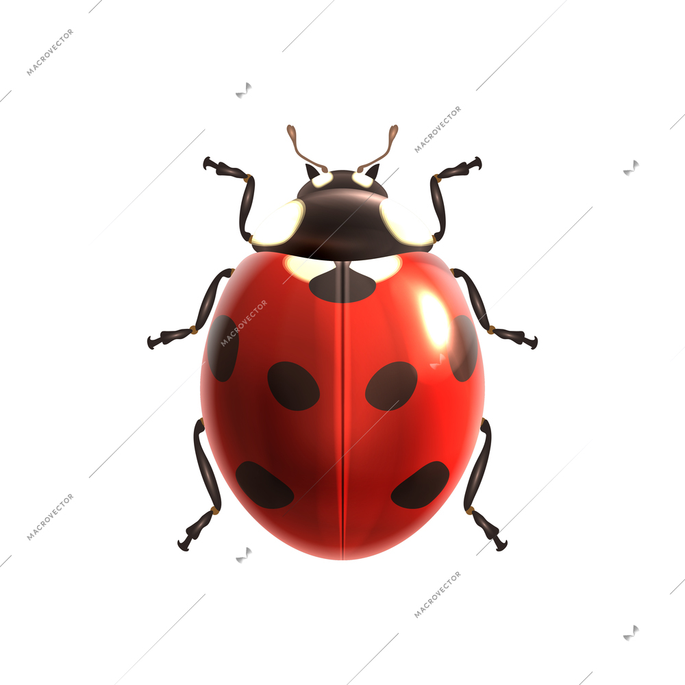 Insect realistic ladybug isolated on white background vector illustration