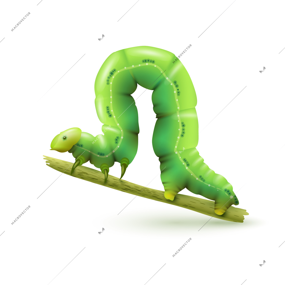 Green caterpillar insect realistic on plant stick on white background vector illustration