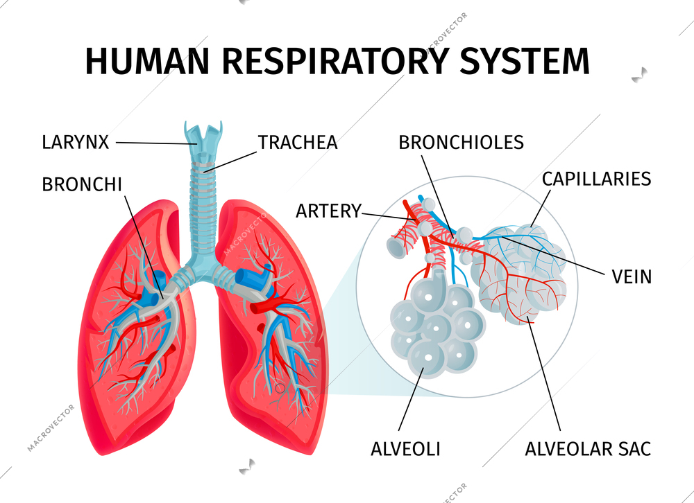 Human anatomy respiratory system medical science education aid infographic chart with lungs alveoli structure function vector illustration