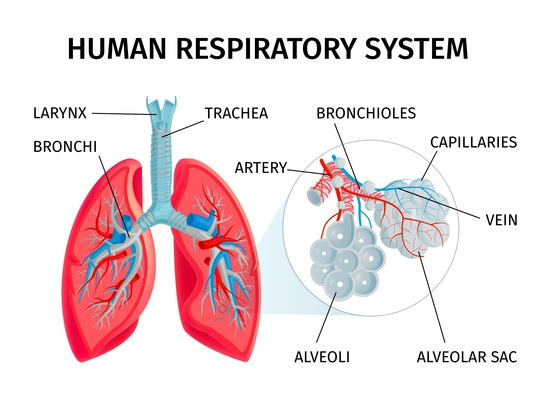 Human anatomy respiratory system medical science education aid infographic chart with lungs alveoli structure function vector illustration