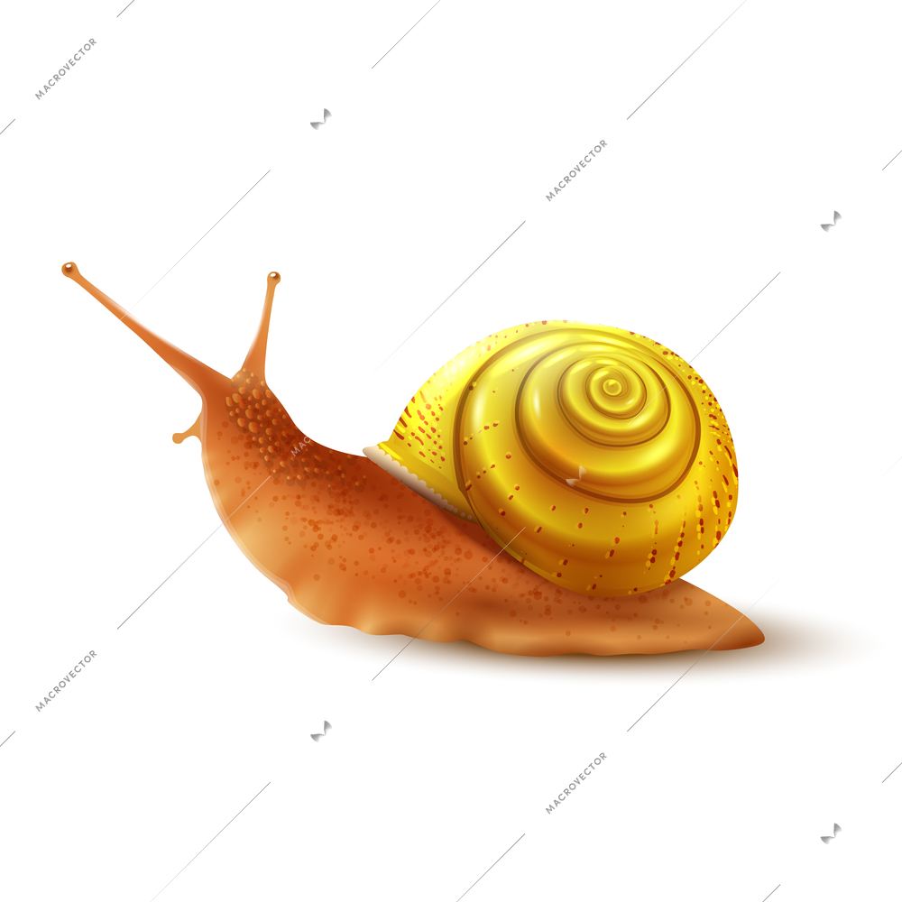 Colored small snail mollusk realistic on white background vector illustration