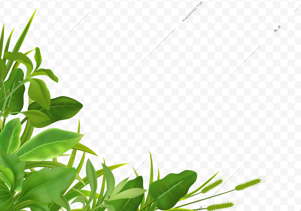 Grass herbs young cereal plant seedlings green leaves decorative realistic corner composition on transparent background vector illustration