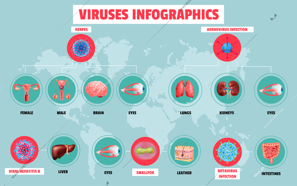 Realistic infographics with various viruses and affected human organs on background with world map vector illustration